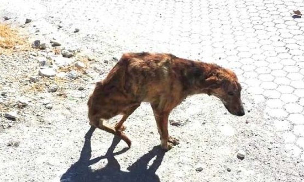 Κρήτη: Συγκλονιστικές εικόνες ενός κακοποιημένου σκύλου που βρήκε στο δρόμο και διέσωσε μια γυναίκα