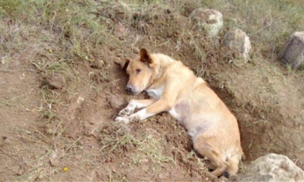 Έθαψαν ζωντανό αδέσποτο σκύλο (φωτο)