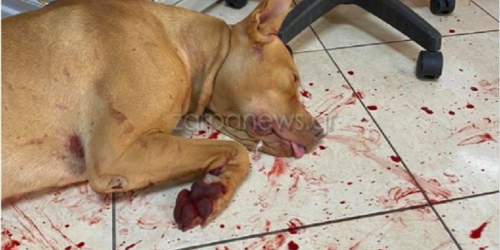 Αντιδράσεις προκάλεσε η έκκληση για τα παιδιά του Χανιώτη που κακοποίησε το σκυλί του