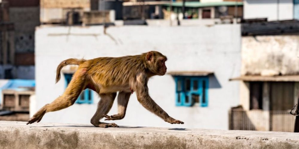 Αδιανόητο: Μαϊμούδες σκότωσαν 72χρονο πετώντας του τούβλα από δέντρο!