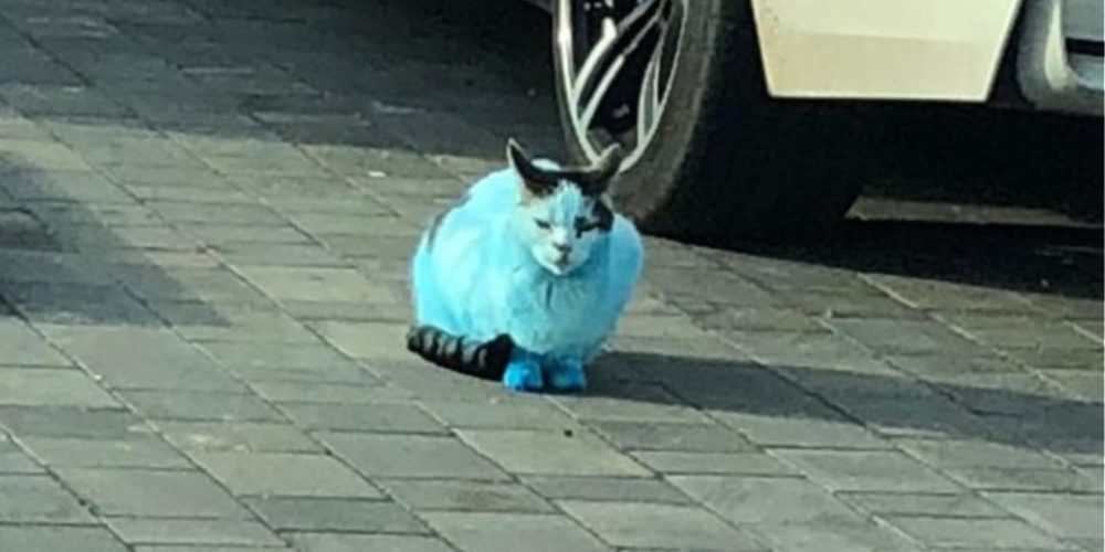 Γάτες και σκύλοι… έγιναν ξαφνικά μπλε σαν «Στρουμφάκια»