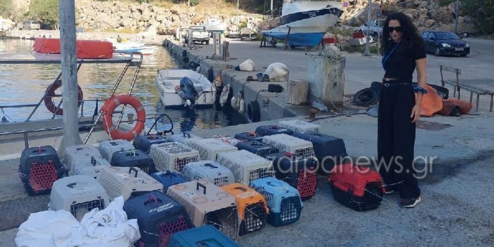 Χανιά: Στείρωσαν 80 γάτες στα Σφακιά – Η σημαντική πρωτοβουλία των εθελοντών (φωτο)