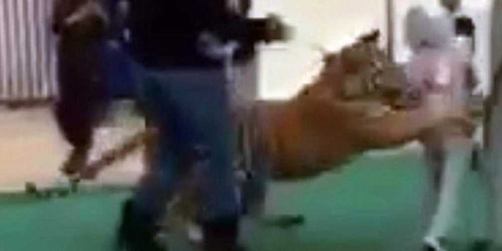 Βίντεο-σοκ: Τίγρης επιτίθεται σε μικρό κορίτσι μέσα σε εμπορικό κέντρο