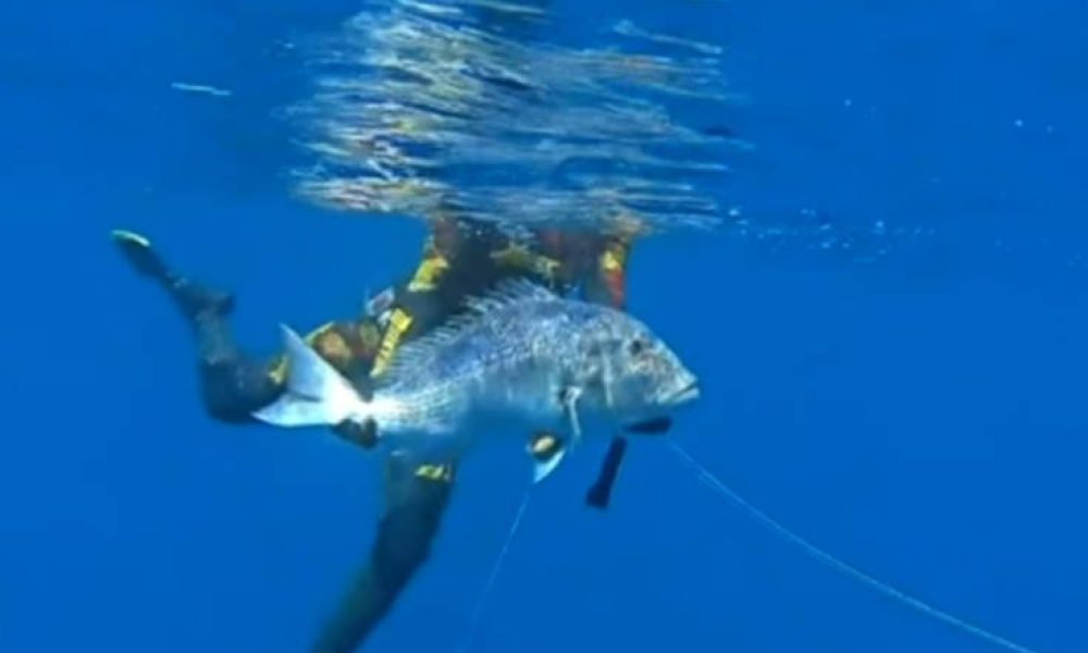 Ένας 32χρονος ψαράς έβγαλε συναγρίδα 13 κιλών (video)