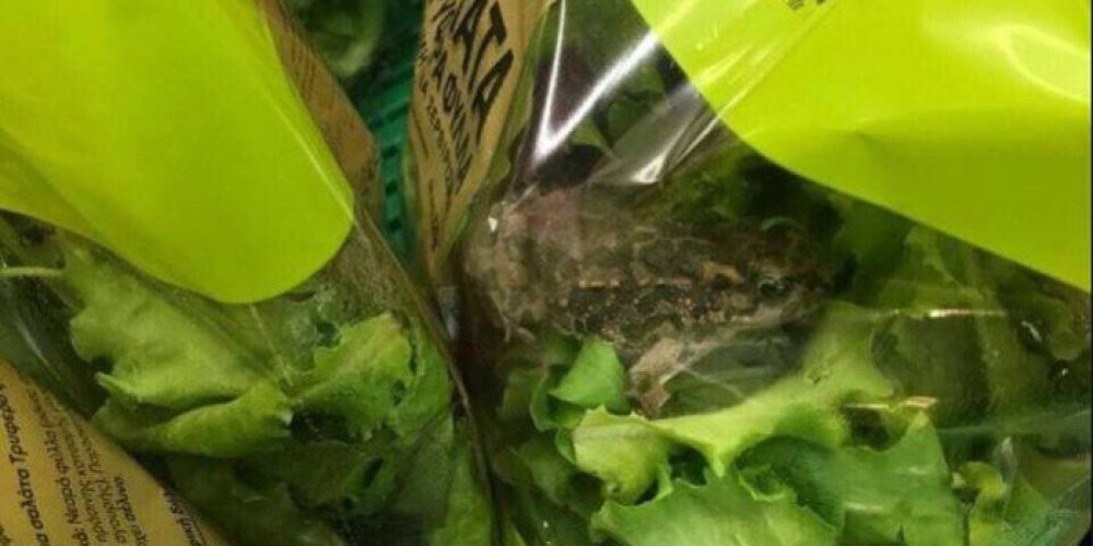 Βρέθηκε βάτραχος σε σαλάτα της ΑΒ Βασιλόπουλος – Η απάντηση της εταιρείας