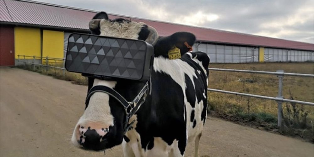 Αγελάδες με VR headsets για καλύτερη παραγωγή γάλακτος… (φωτο)