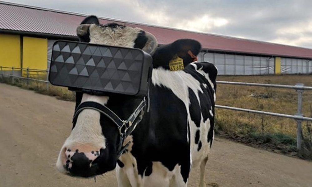 Αγελάδες με VR headsets για καλύτερη παραγωγή γάλακτος… (φωτο)