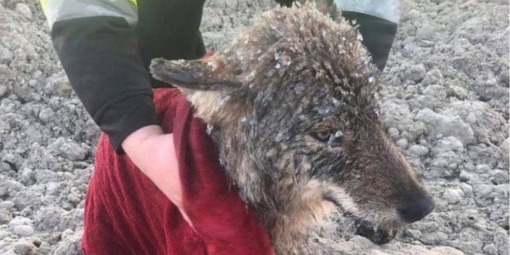 Έσωσαν λύκο από παγωμένο ποτάμι νομίζοντας ότι ήταν σκύλος