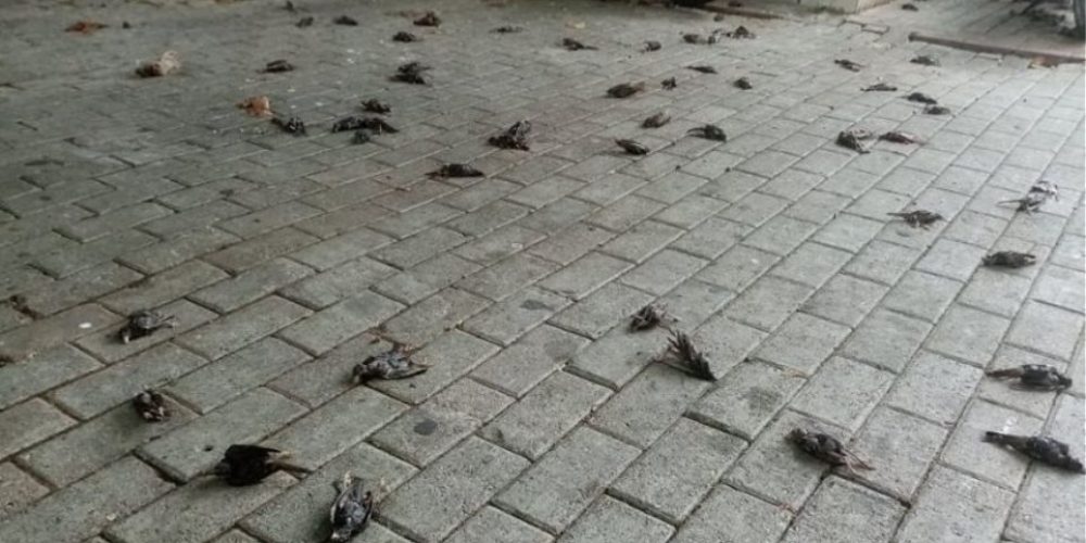 Απίστευτες εικόνες στη Χαλκίδα με εκατοντάδες νεκρά πουλιά στην παραλία (φωτο)