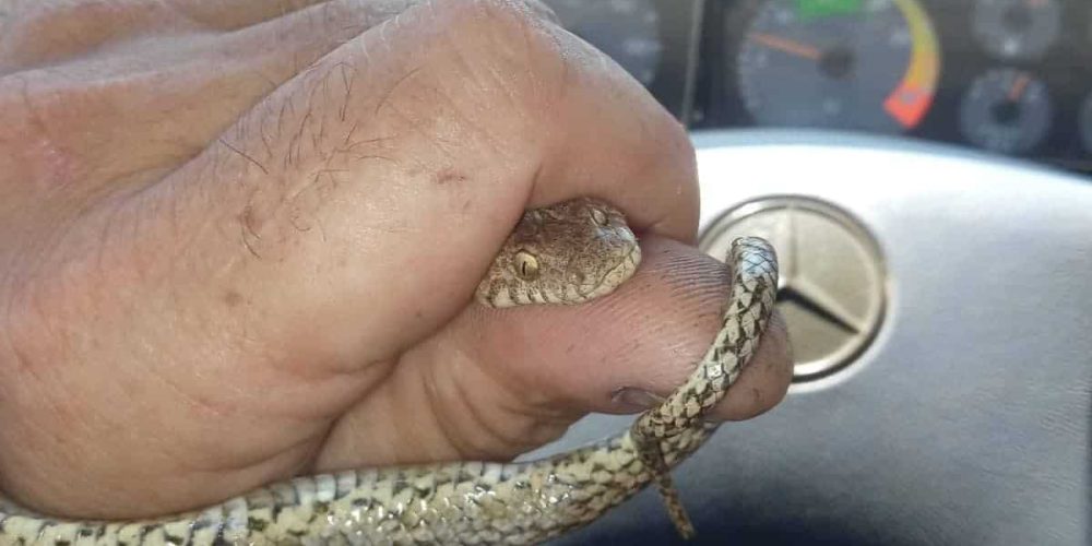 Χανιά: Φίδι μπήκε σε κλουβί και έφαγε καναρίνια (φωτο)