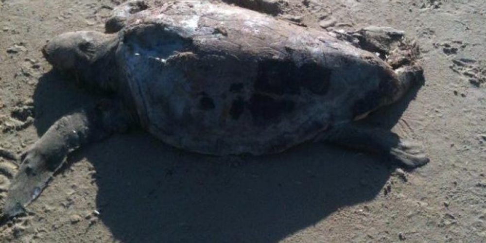 Χανιά: Μια ακόμη νεκρή χελώνα στην περιοχή των Αγίων Αποστόλων