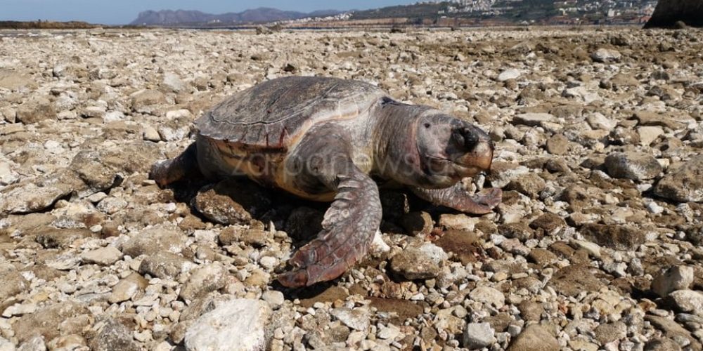 Χανιά: Νεκρή χελώνα Caretta-Caretta στον λιμενοβραχίονα του Ενετικού Λιμανιού (φωτο)