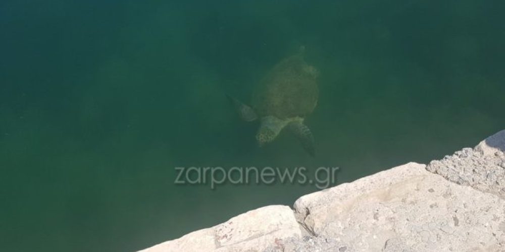 Μεγάλη χελώνα εμφανίστηκε στο Ενετικό Λιμάνι Χανίων (video)