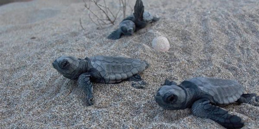 Χανιά  Στο Γεράνι θα βγουν σήμερα τα χελωνάκια  Δείτε που και πότε