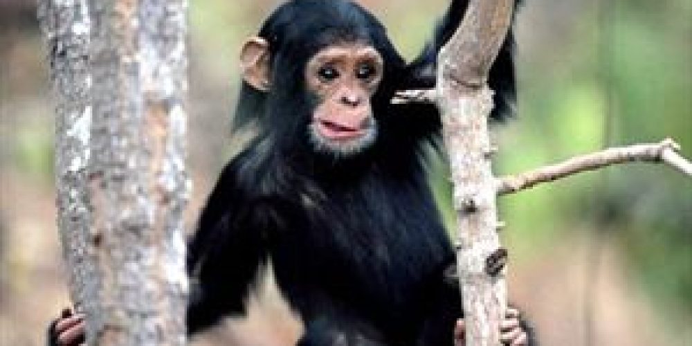 Και οι αρσενικοί χιμπατζήδες πεθαίνουν πριν τα θηλυκά
