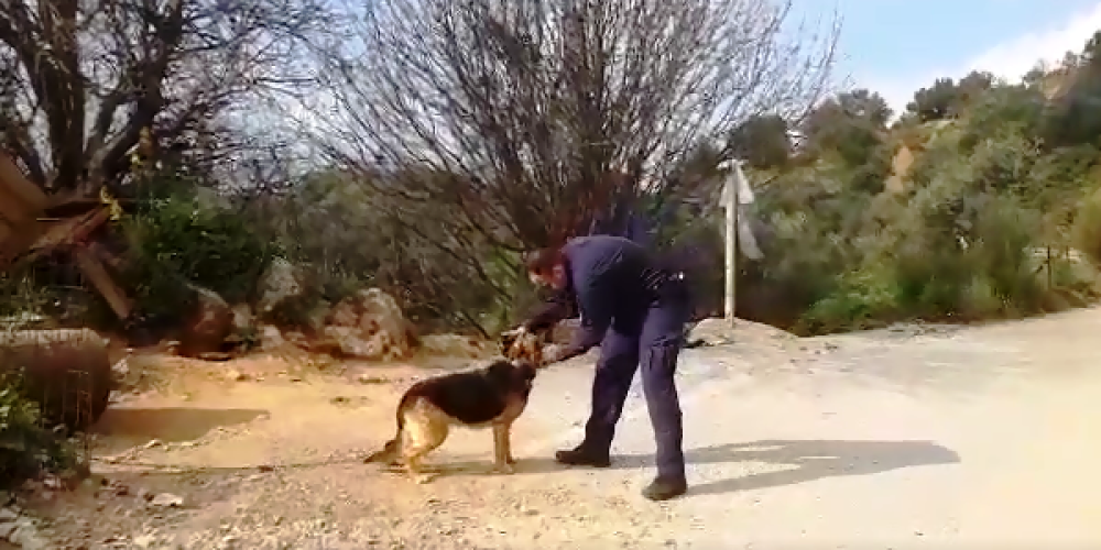 Χανιά: Άμεση κινητοποίηση της Αστυνομίας για βαρελόσκυλα  (Video)