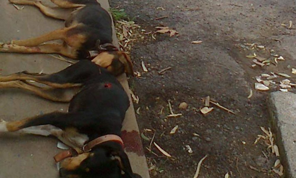 Εν ψυχρώ δολοφονία δυο κυνηγόσκυλων σε χωρίο του Αποκόρωνα Χανίων (σκληρές εικόνες)