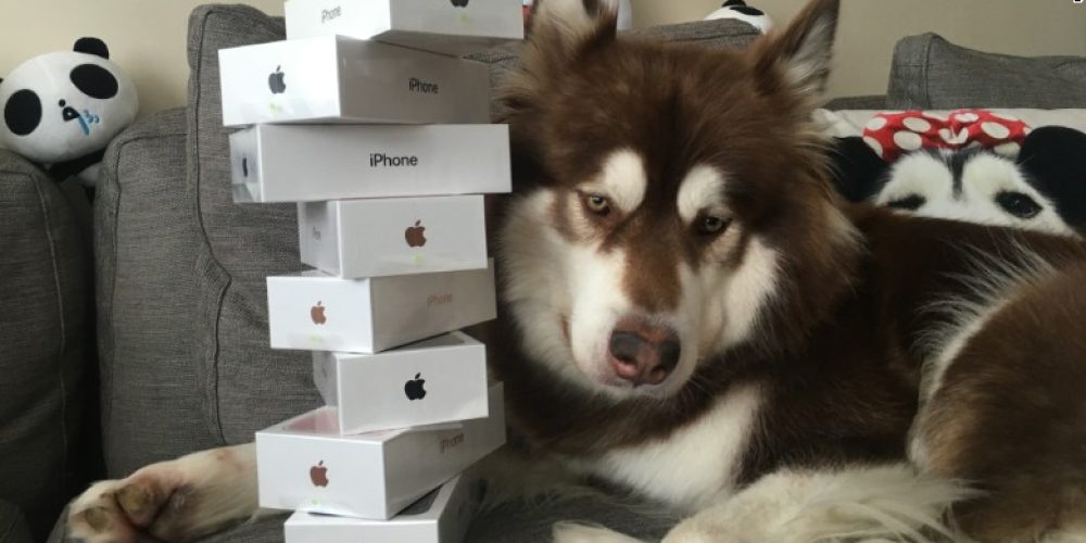 Γιος Κινέζου δισεκατομμυριούχου αγόρασε στον σκύλο του 8 συσκευές iPhone 7 (φωτο)