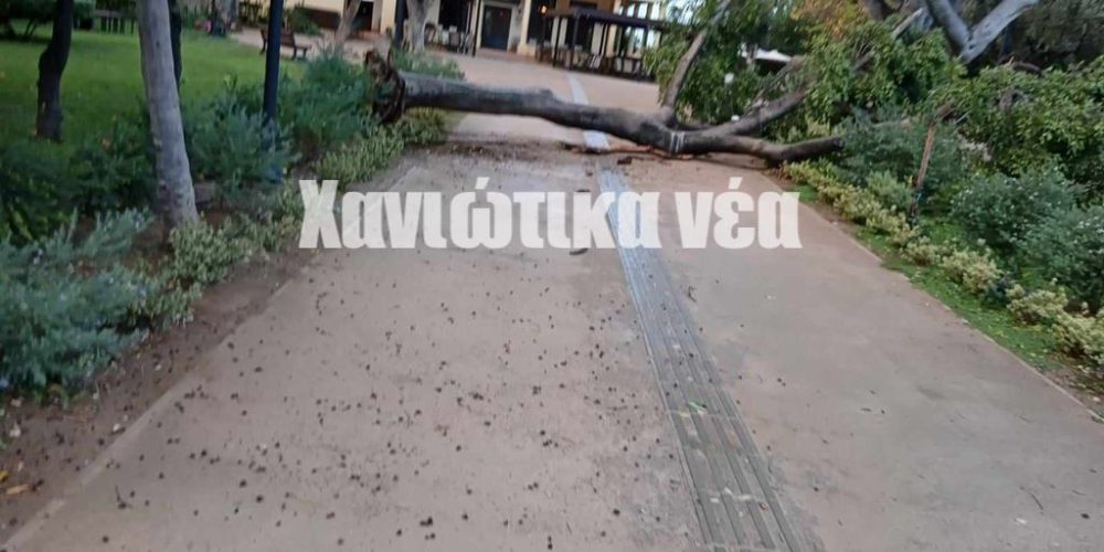Χανιά: Πτώσεις δέντρων και κλαδιών στο κέντρο της πόλης (φωτο – video)