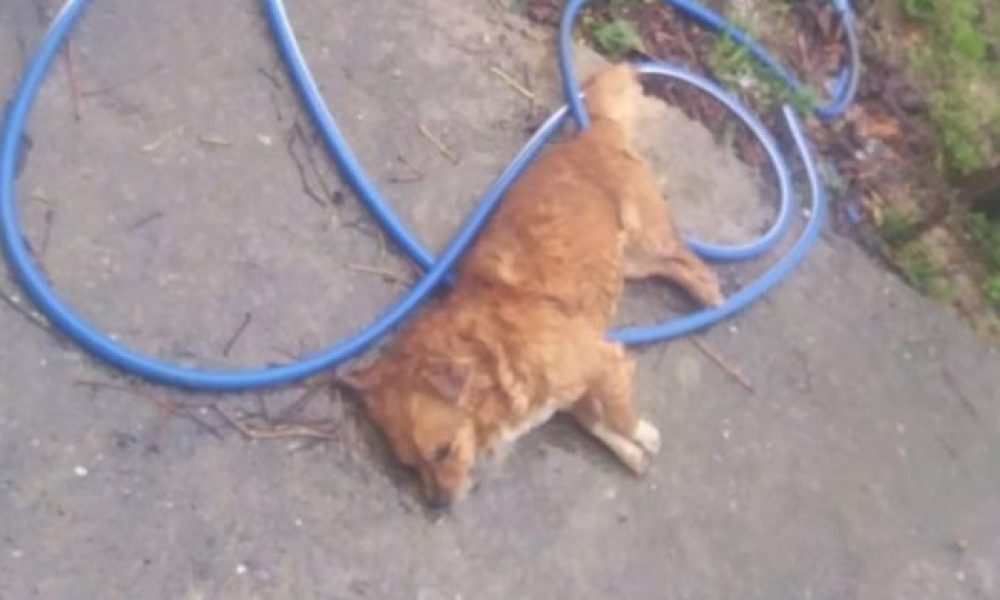Κρήτη: Στο Αυτόφωρο ηλικιωμένη για τις φόλες που σκότωσαν δύο σκυλιά