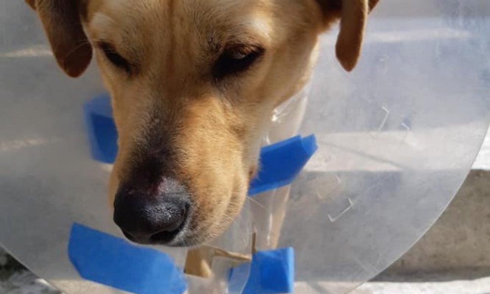 Χανιά:Πυροβόλησαν σκυλάκι εξ’ επαφής στις Μουρνιές (φωτο)