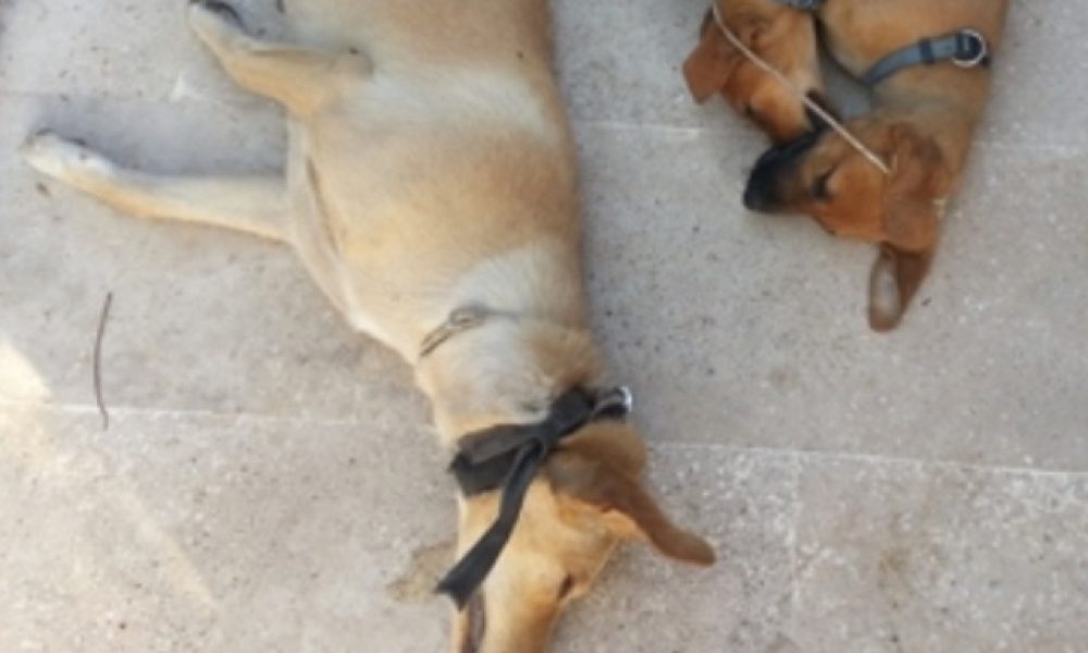 Κρήτη: Επικύρηξαν τους δράστες που κρέμασαν τα σκυλιά στην πλατεία Μικρασιατών