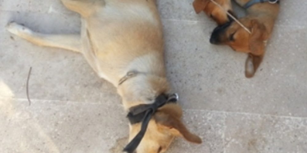 Απίστευτη κτηνωδία: Κρέμασαν σκυλάκια σε κεντρική πλατεία του Ρεθύμνου!
