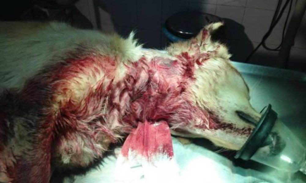 Χανιά: 2 χρόνια φυλάκιση και 5500 ευρώ πρόστιμο για το δράστη που έσφαξε το σκύλο του