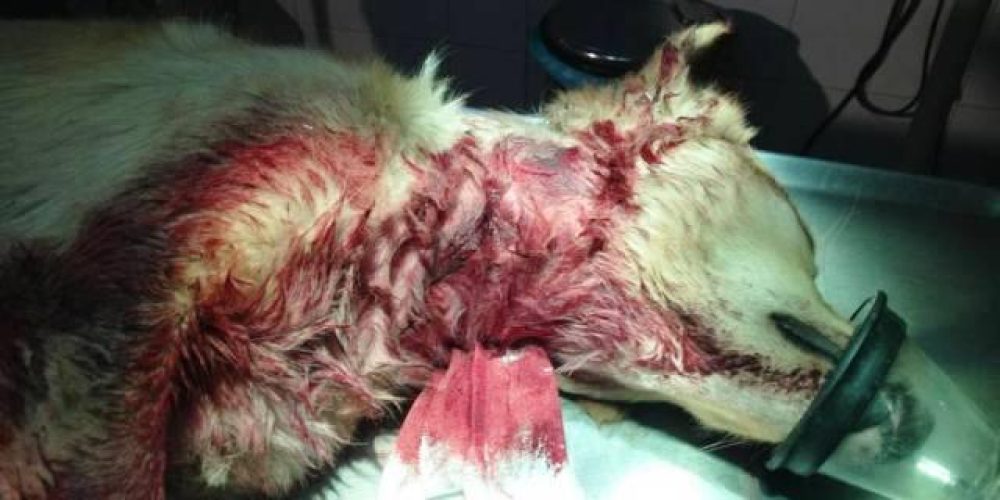 Χανιά: Έσφαξε τα δύο σκυλιά του με μαχαίρι