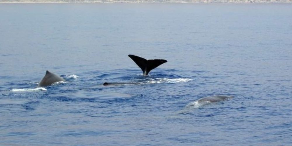 Χανιά:  Παιχνίδια φάλαινας με δελφίνια ανοικτά της Παλαιόχωρας (Photo)