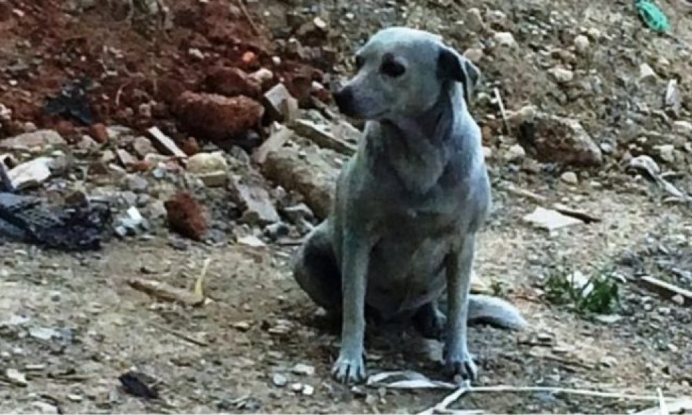Κρήτη :Ασυνείδητοι έβαψαν σκυλίτσα με μπλε μπογιά