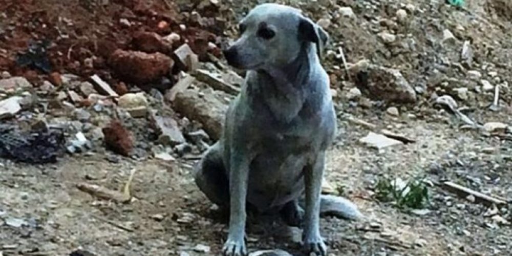 Άσπρισε ξανά η σκυλίτσα που κάποιοι ανόητοι είχαν βάψει με μπλε μπογιά (Photos)