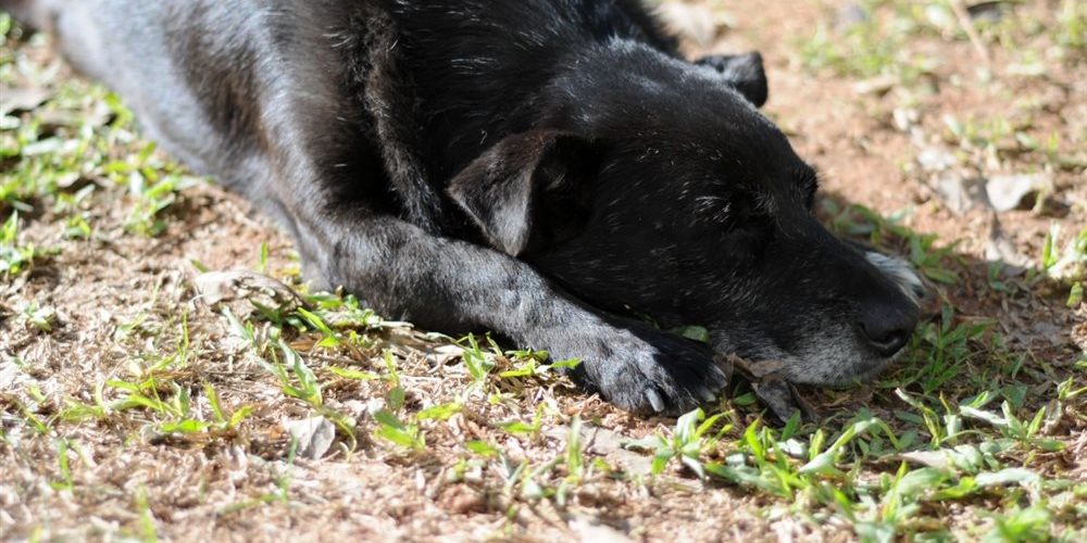 Νέα βαρβαρότητα στην Κρήτη: Τάισαν λουκάνικο με 12 αγκίστρια σε σκυλί!