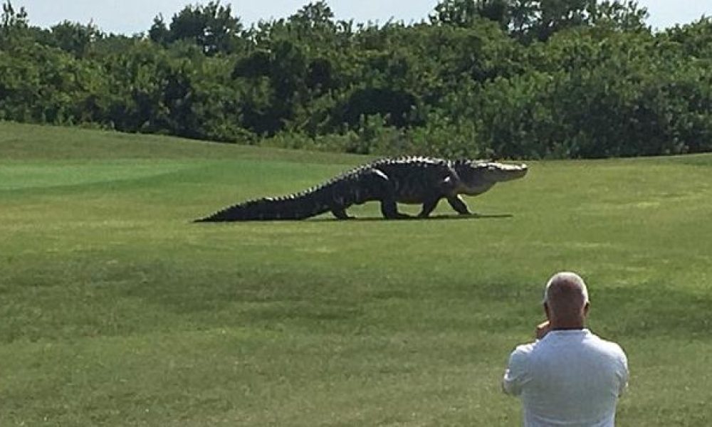 Ένας τεράστιος κροκόδειλος μήκους 4,5 μέτρων κάνει βόλτα σε γήπεδο γκολφ την ώρα που παίζουν οι αθλητές (video)