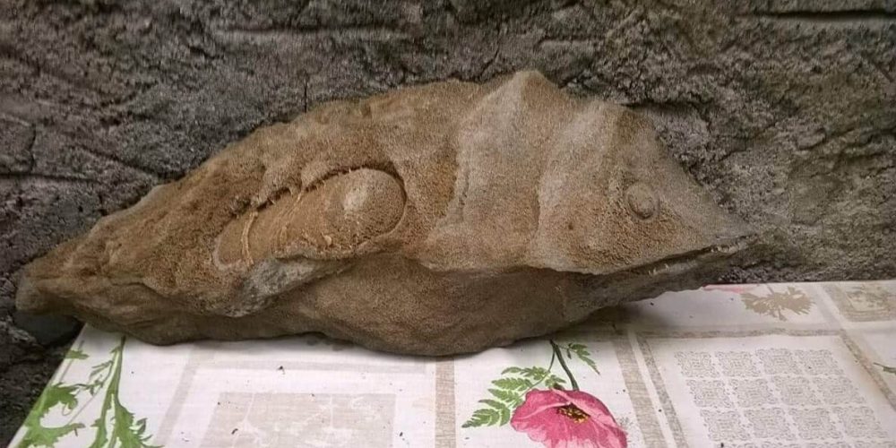 Βρέθηκε απολιθωμένο ψάρι στο φαράγγι της Σαμαριάς; (φωτο)