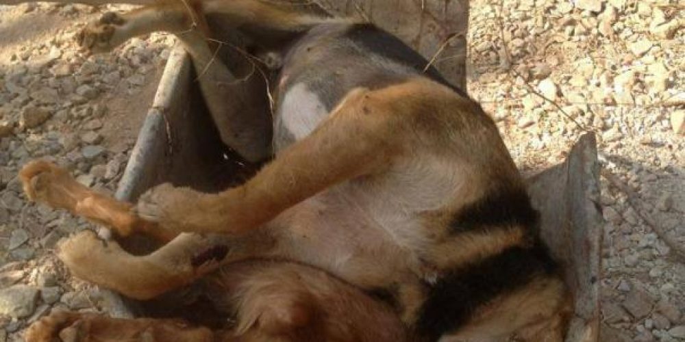 Δυσφήμιση για τα Χανιά η εξόντωση των σκυλιών στην Κάινα – Σοκαριστικές εικόνες