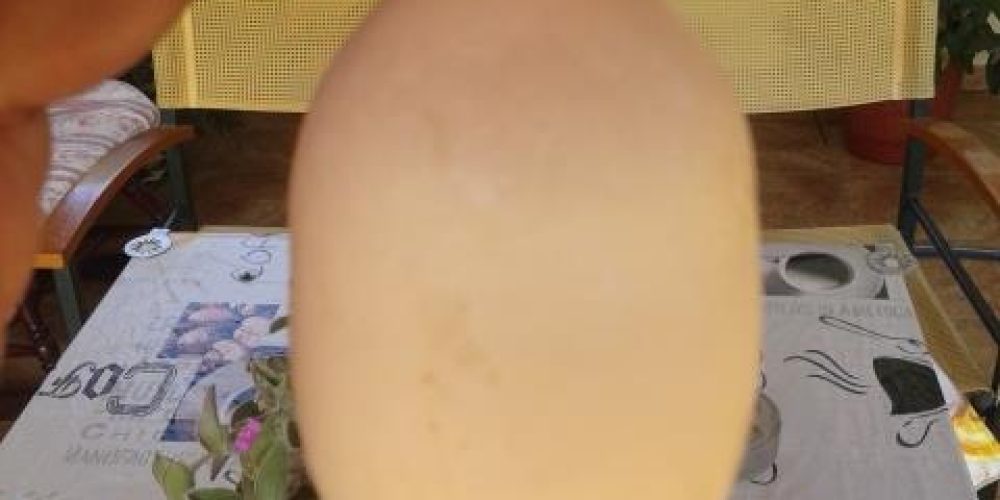 Απίστευτο για δεύτερη φορά Αβγό γέννησε αβγό στα Χανιά! (βίντεο)