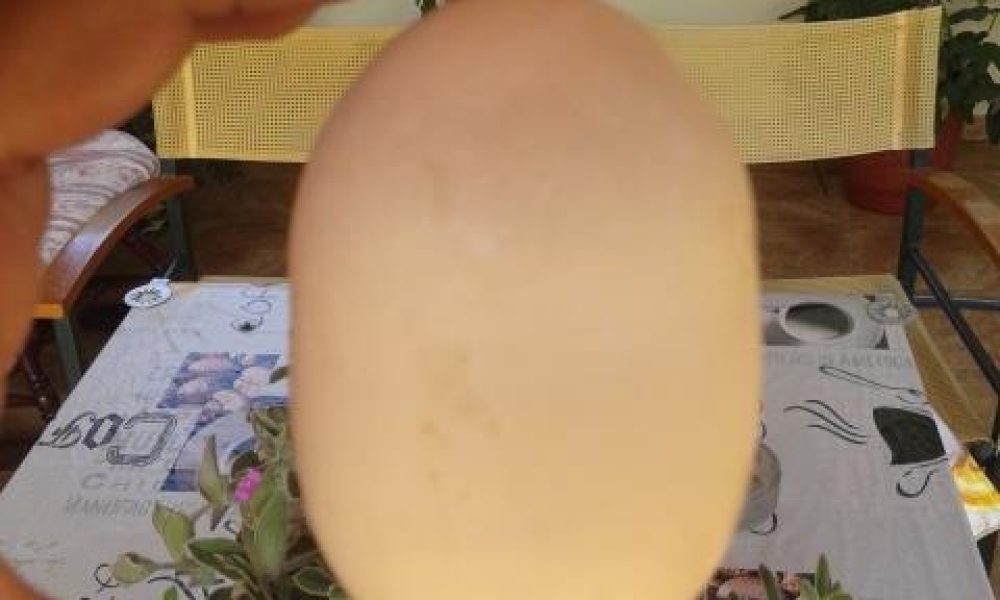 Απίστευτο για δεύτερη φορά Αβγό γέννησε αβγό στα Χανιά! (βίντεο)