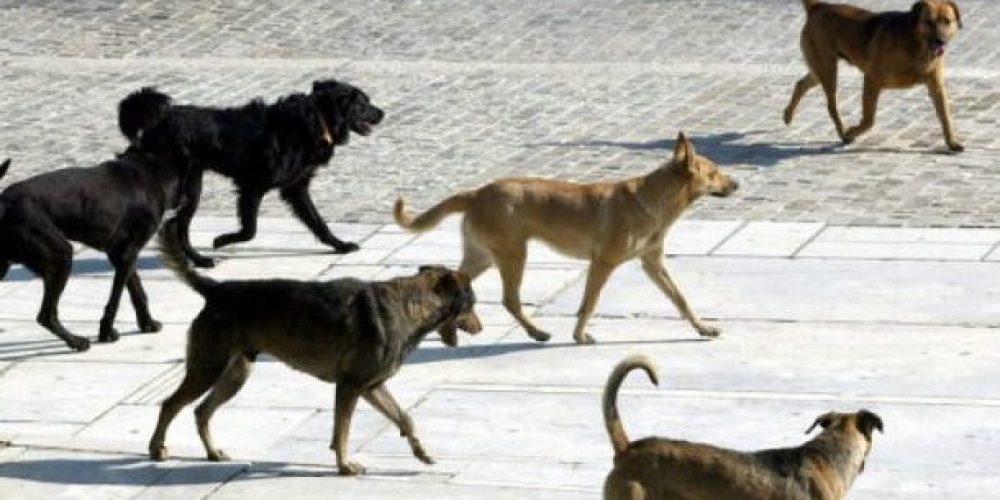 Τρόμος στο κέντρο των Χανίων: Αγέλη από αδέσποτα σκυλιά επιτέθηκαν σε πάνω από 20 άτομα