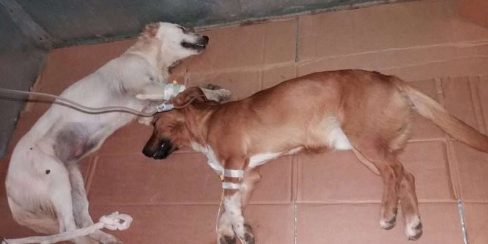 Χανιά: Φρίκη… Κτήνη πέταξαν φόλες σε επτά σκυλιά στο Κολυμπάρι (Photos)
