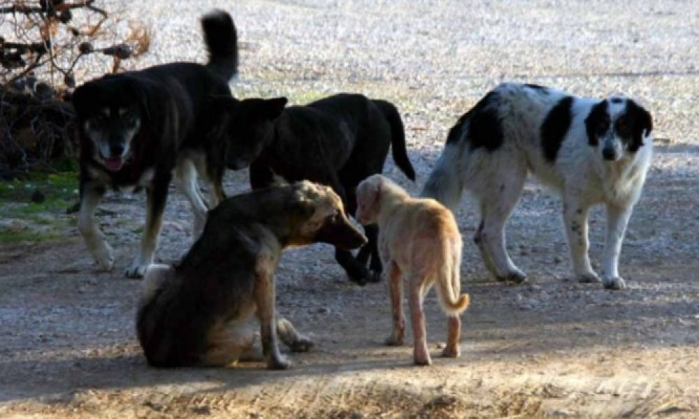 Αγέλη αδέσποτων σκυλιών στους Αγίους Αποστόλους τραυμάτισε οδηγό δικύκλου