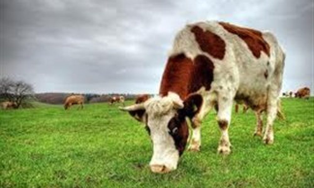 Μεταλλαγμένες αγελάδες παράγουν «ανθρώπινο» γάλα
