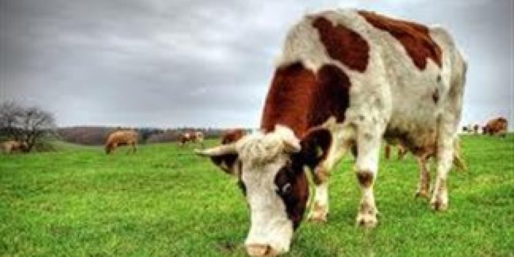 Μεταλλαγμένες αγελάδες παράγουν ανθρώπινο γάλα