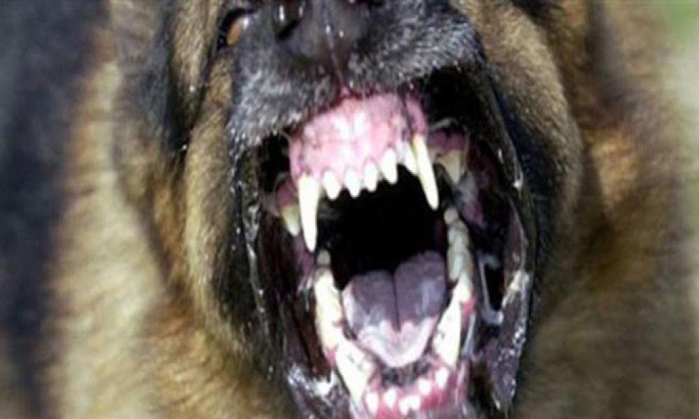 Σκληρές εικόνες από επίθεση σκύλων σε 34χρονη – «Νόμιζα ότι θα με σκοτώσουν» (φωτο)