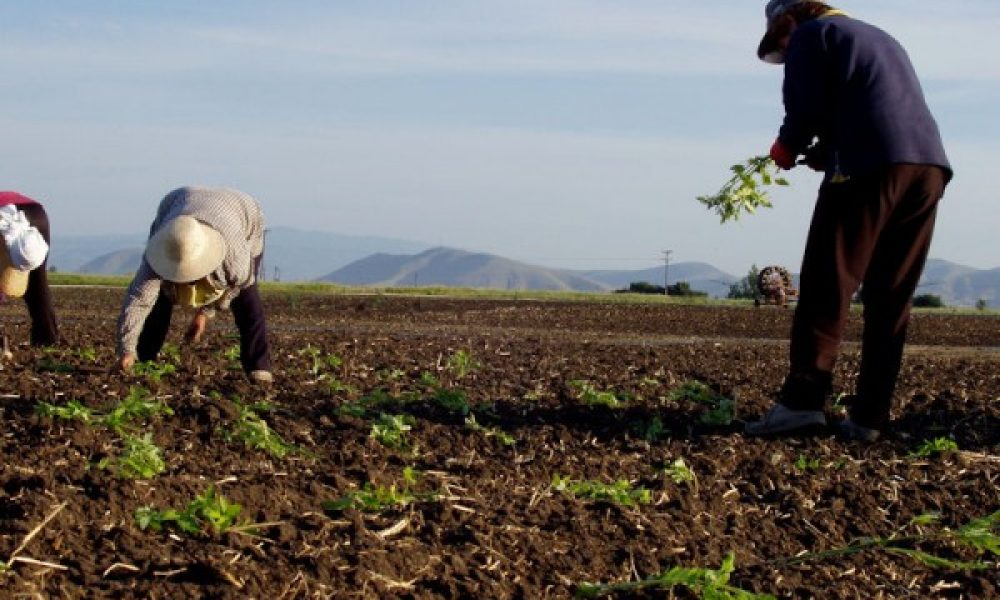 Χανιά: Κέρδισε την τράπεζα αγρότης από τον Πλατανιά