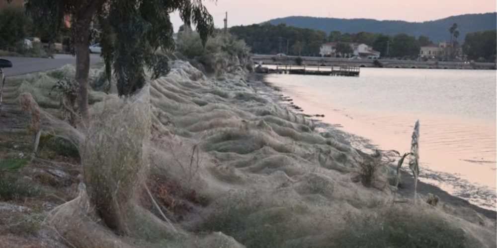Απίστευτες φωτογραφίες: Τεράστιο «πέπλο» από ιστούς αράχνης «κατάπιε» 300 μέτρα βλάστησης