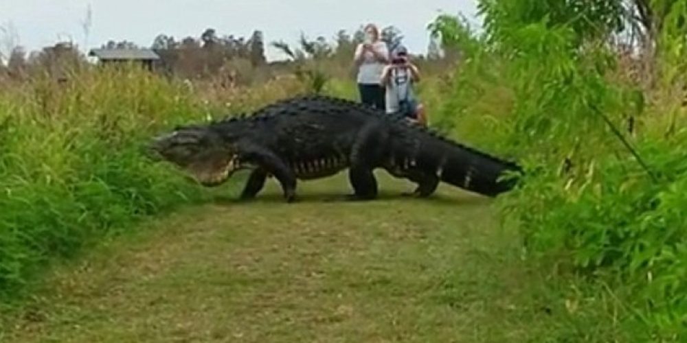 Αλιγάτορας «δεινόσαυρος» καταγράφηκε στη Φλόριντα
