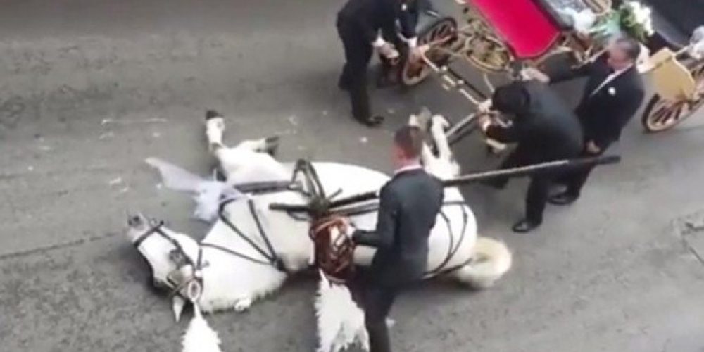 Κατέρρευσε από τη ζέστη άλογο που έσερνε άμαξα με μελλόνυμφους! (video)