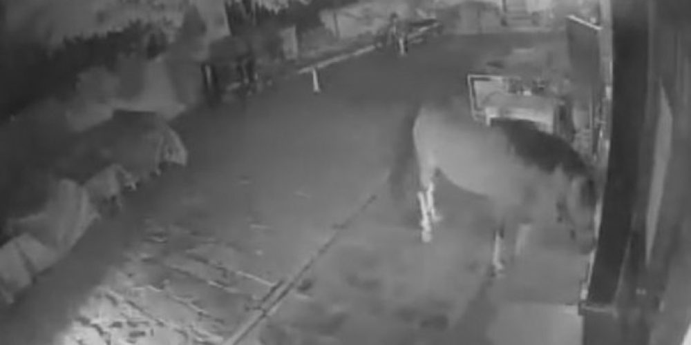 Άλογο έκοβε βόλτες στο κέντρο του Ρεθύμνου & δάγκωσε δύο άτομα (βίντεο)