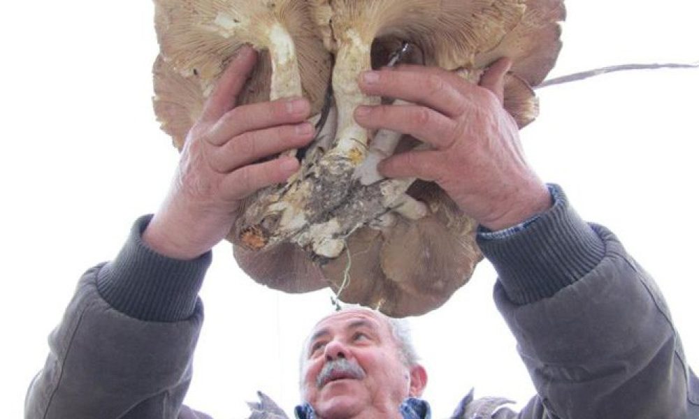 Αμανίτης γίγας 6,5 κιλών στην νότια Κρήτη